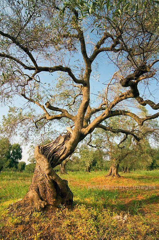 an old tree in the middle of a field