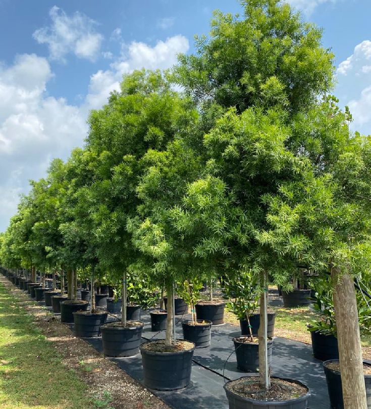 several trees are in black pots on the ground