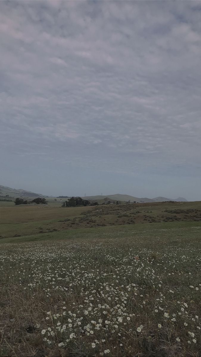 an open field with white flowers in the foreground and hills in the distance on a cloudy day