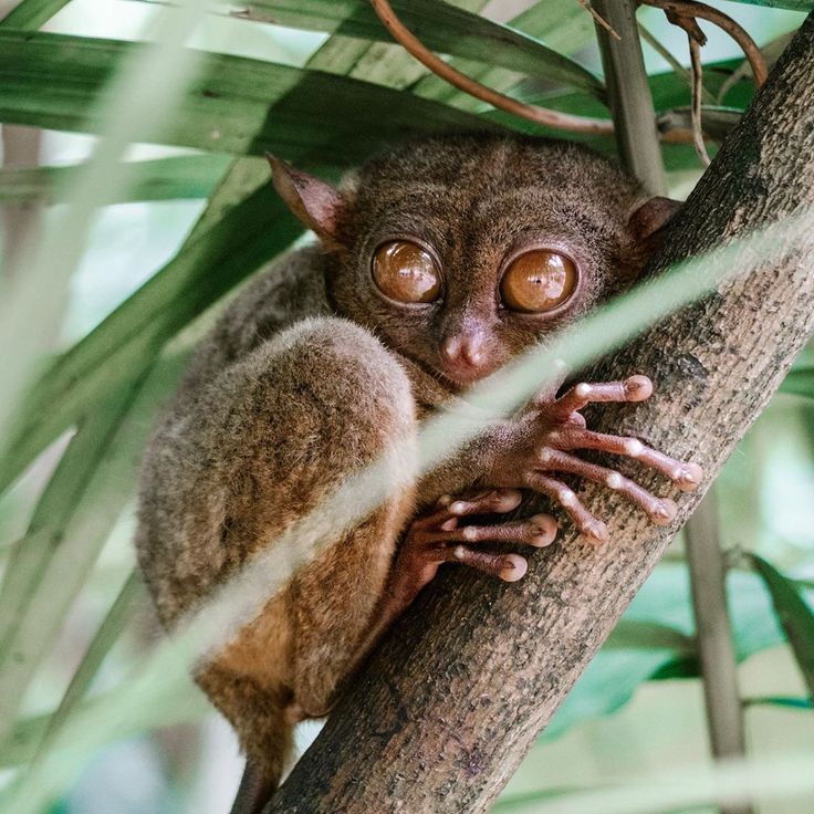 a close up of a small animal on a tree