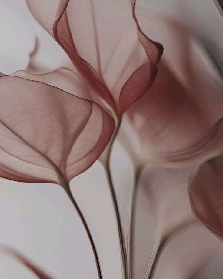 an abstract photograph of pink flowers on a white background