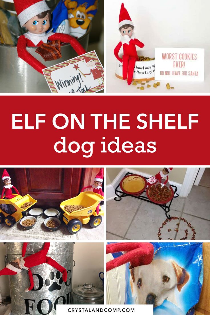 elf on the shelf dog ideas for christmas and other holiday activities to do with your pet