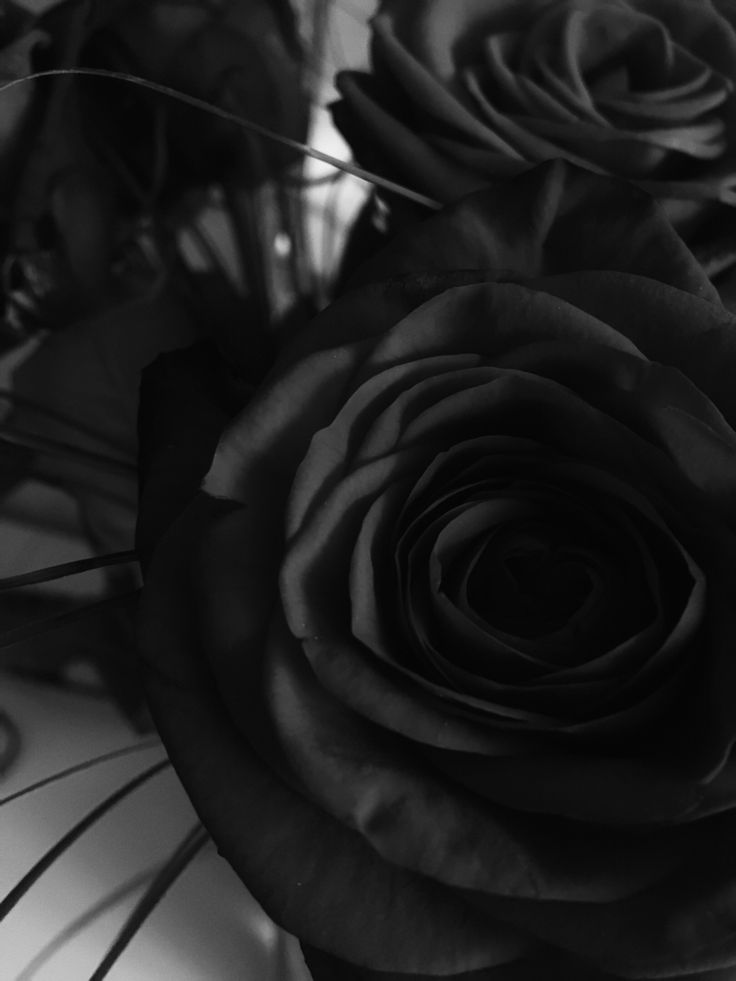 black and white photograph of roses in a vase