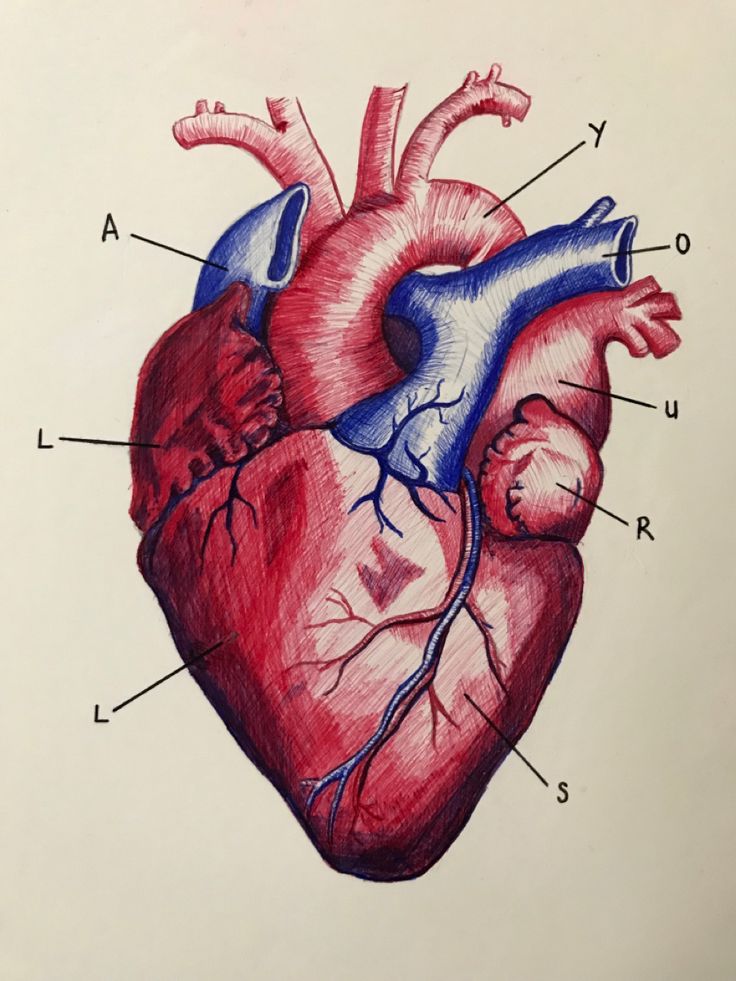 a diagram of the human heart with all its parts labeled in red, blue and white