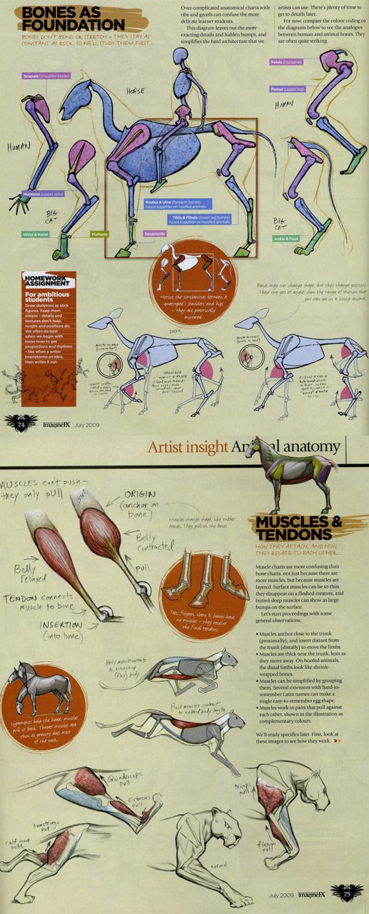 the anatomy of an animal's body and its muscles are shown in this diagram