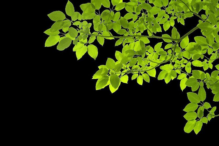 green leaves are shown against a black background