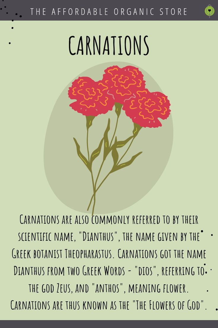 an info sheet describing the benefits of carnations