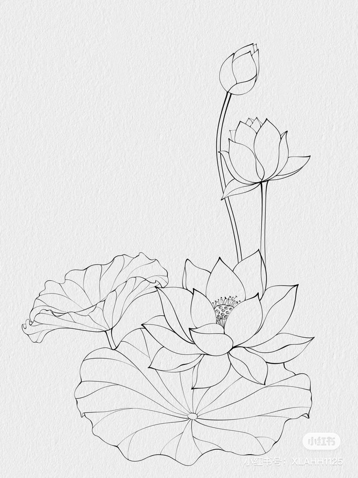 a line drawing of a flower and leaves