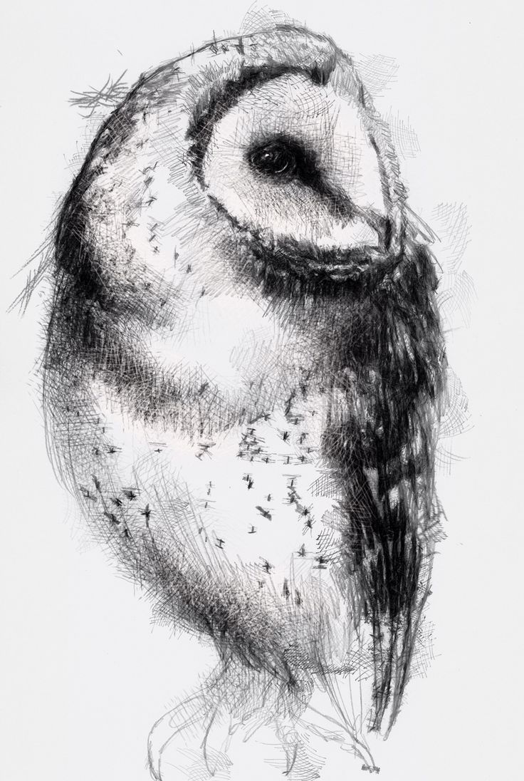 an owl is shown in this black and white drawing, it looks like he's looking at the camera