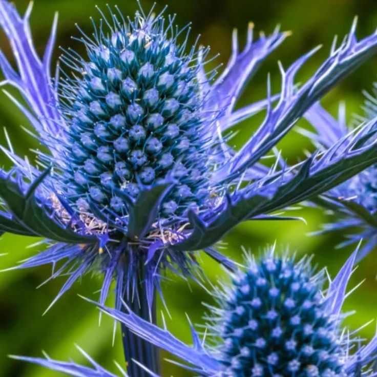 blue flowers with green leaves in the background