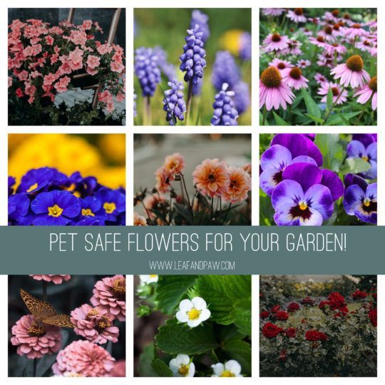 many different types of flowers with the words pet safe flowers for your garden