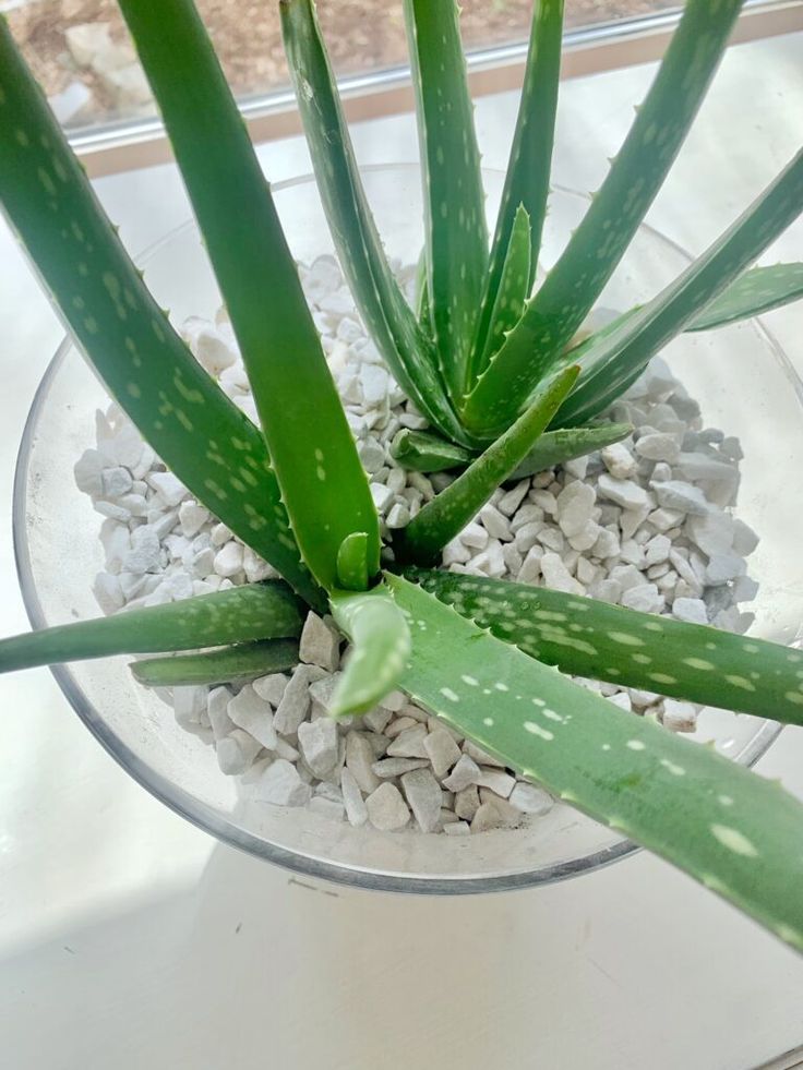 an aloem plant in a glass bowl on a table with rocks and gravel