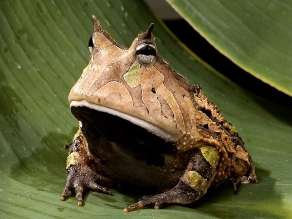 a frog sitting on top of a green leaf