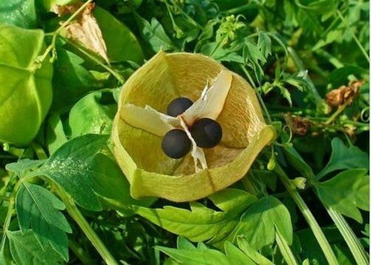 a yellow flower with two black flowers on it's center surrounded by green leaves