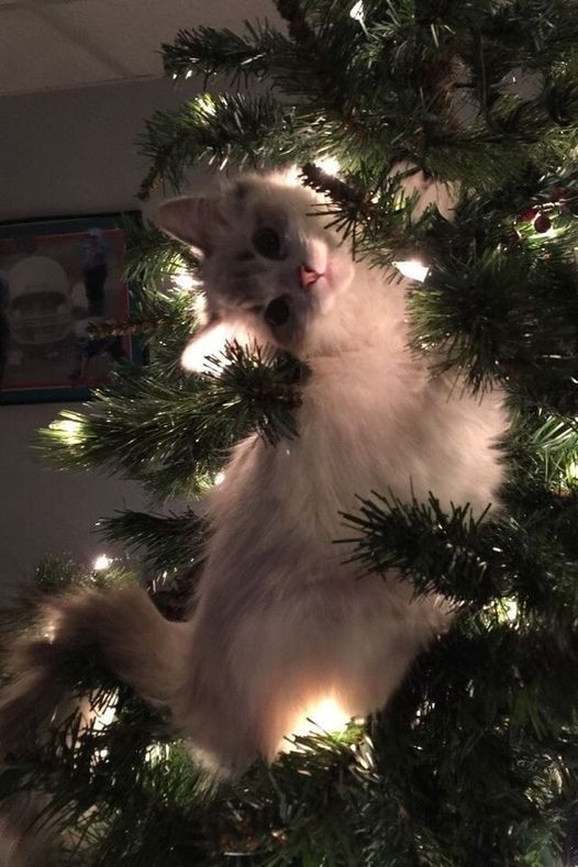 a cat sitting in the top of a christmas tree with its eyes open and it's head hanging down