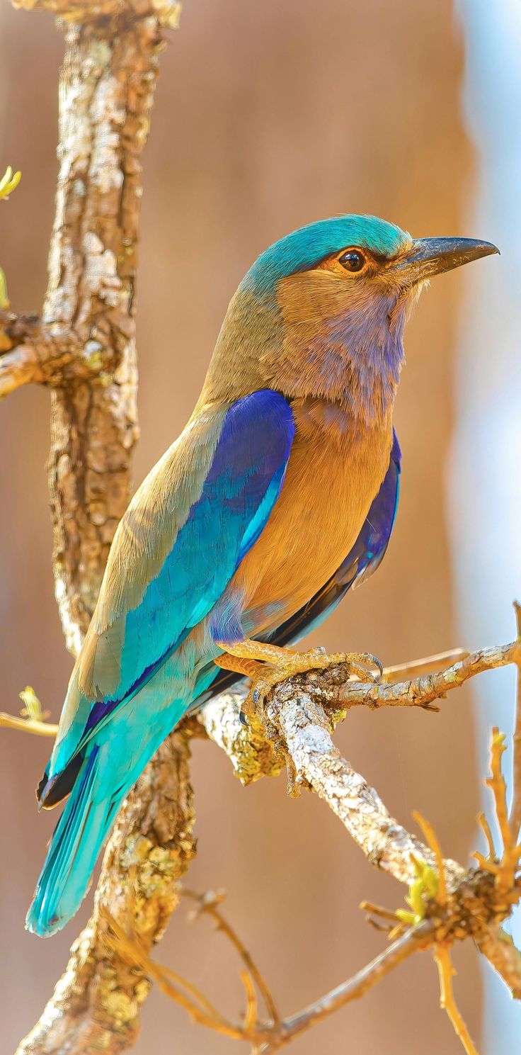 a blue and yellow bird sitting on top of a tree branch in the sun light