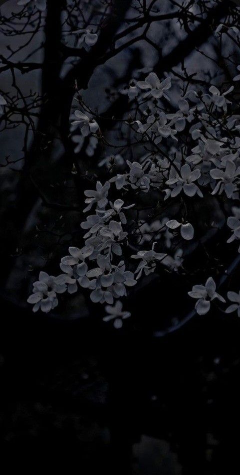 some white flowers are in the dark