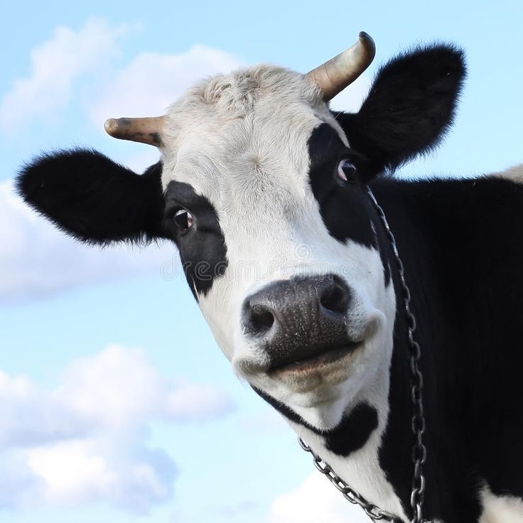 a black and white cow is looking at the camera with a chain around its neck