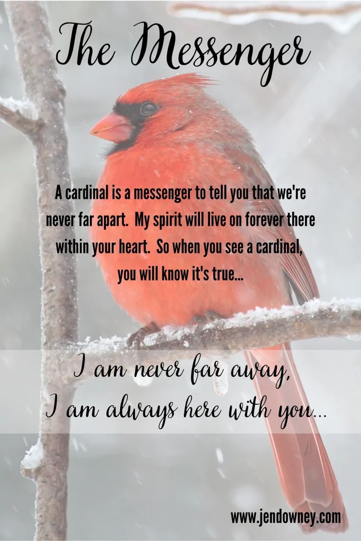 a red bird sitting on top of a tree branch next to a snow covered ground