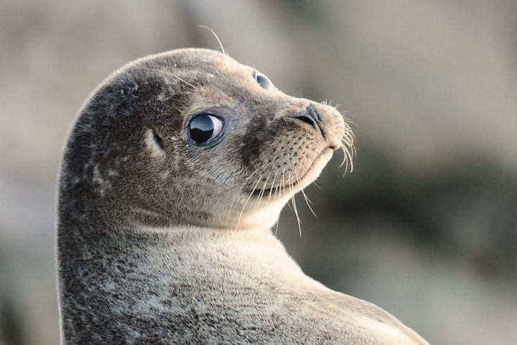 the seal is looking up into the sky