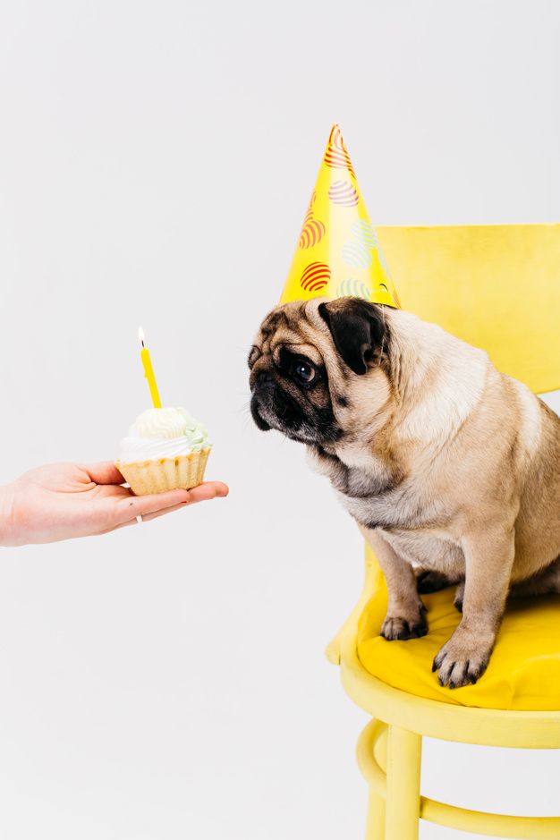 a pug dog sitting on a yellow chair with a cupcake in front of it