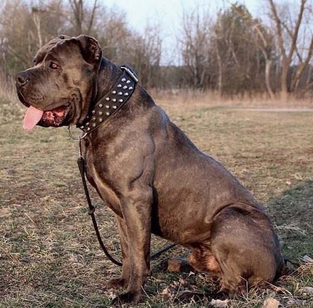 a large brown dog sitting on top of a grass covered field with trees in the background