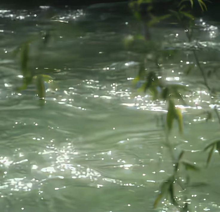 the water is crystal green and there are some leaves on the branch in the foreground