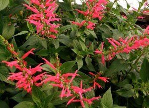 pink flowers are blooming in the garden