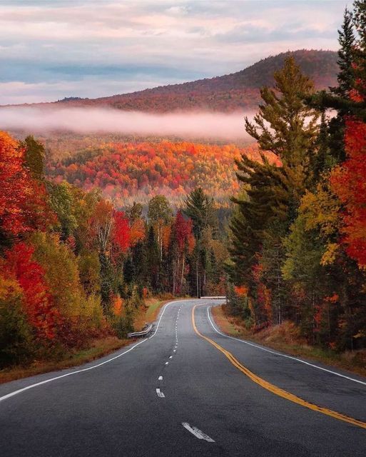 an empty road surrounded by trees with fall foliage on the sides and fog in the distance