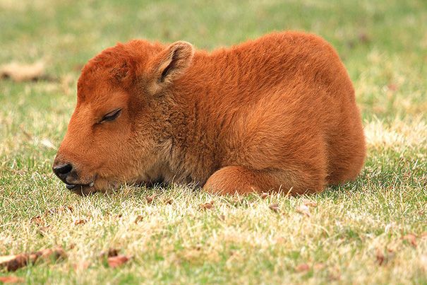 a brown cow laying on top of a lush green field