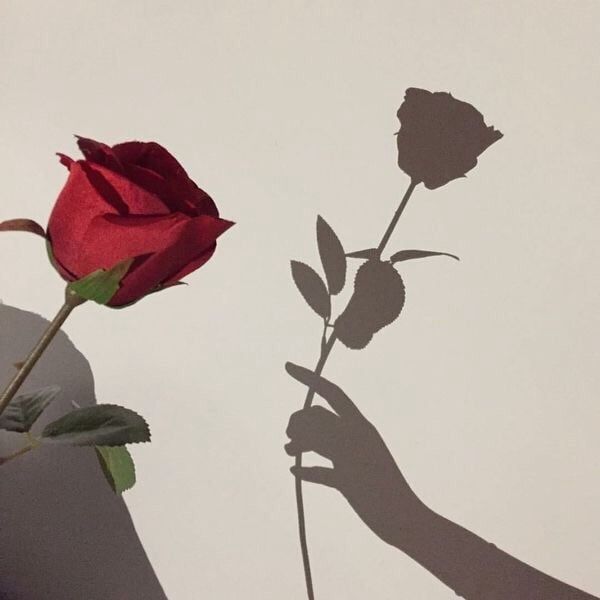 the shadow of a person holding a rose in front of a wall with a red rose on it