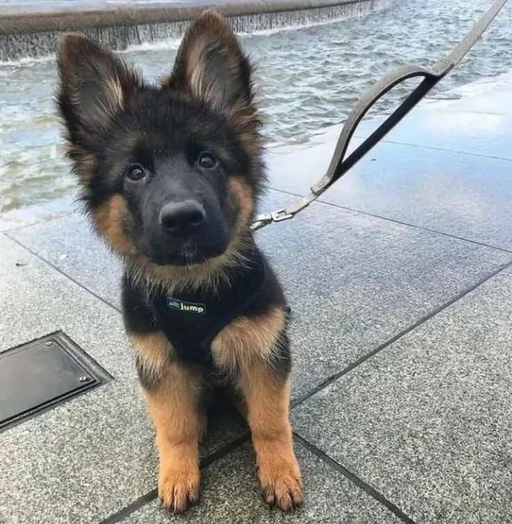 a small dog sitting on the ground next to a water fall and looking at the camera