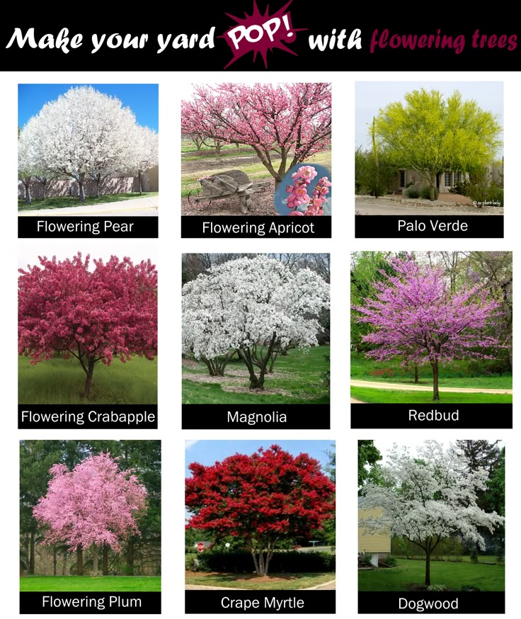 many different types of flowering trees in the park, with names and pictures on them