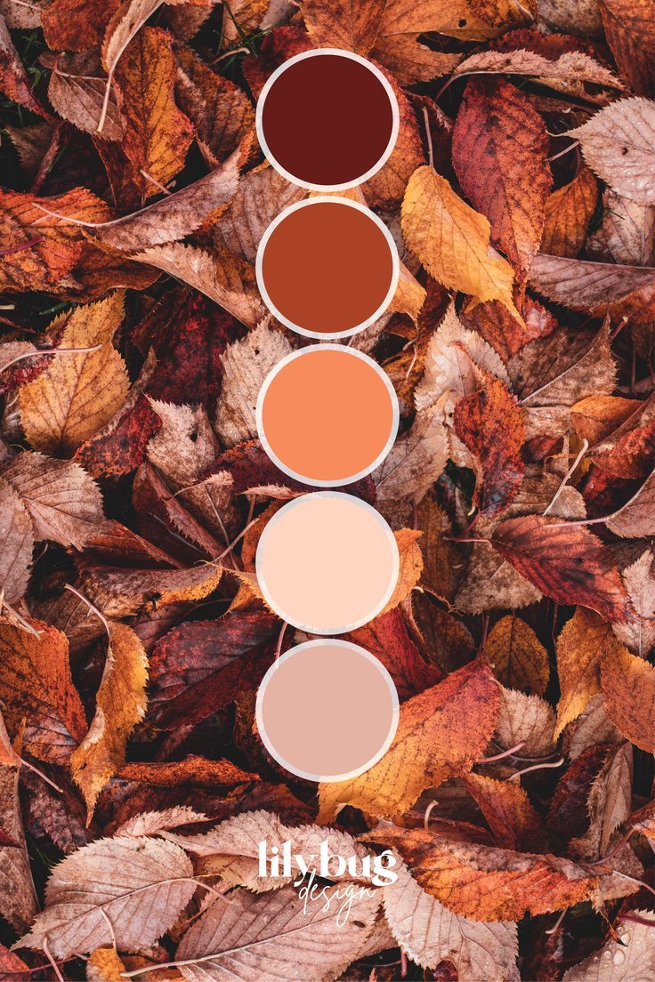 an image of autumn leaves with colors in the middle and on top, there are three circles