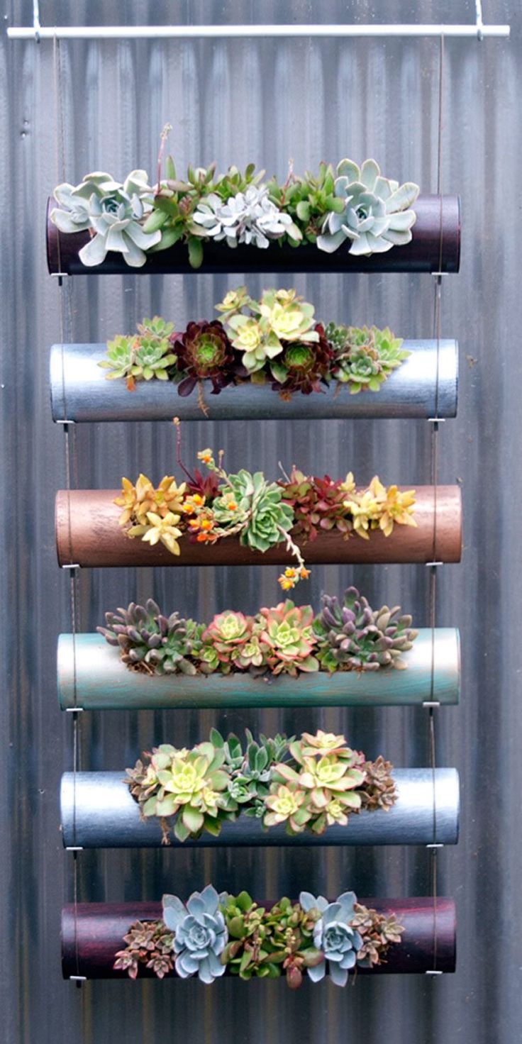 an assortment of succulents are hanging on a wall