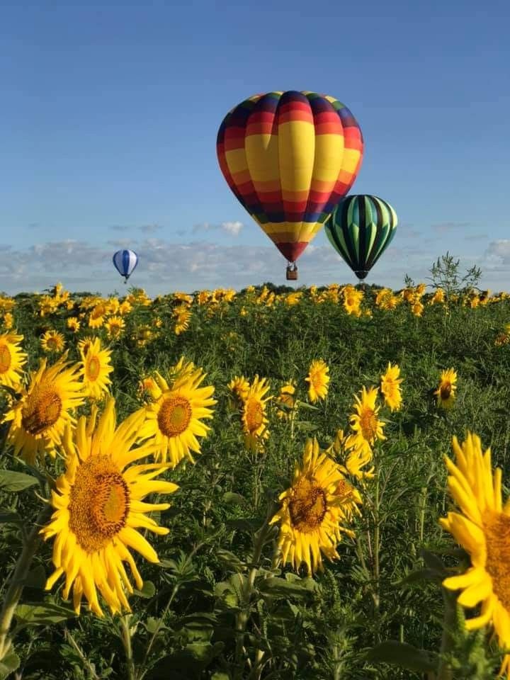 sunflowers and hot air balloons flying in the sky