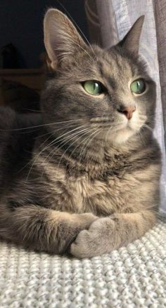 a gray cat laying on top of a white couch next to a window curtain and looking at the camera