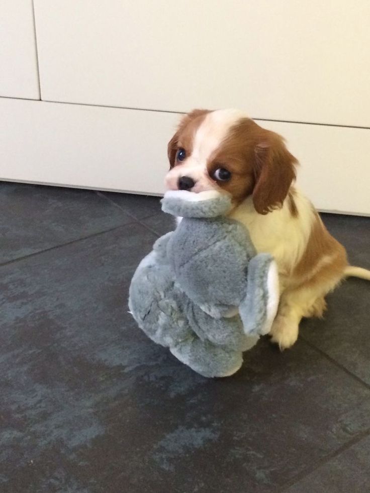 a small brown and white dog holding a stuffed animal