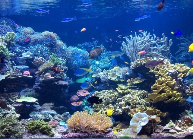 a large aquarium filled with lots of different types of corals and sea creatures in it