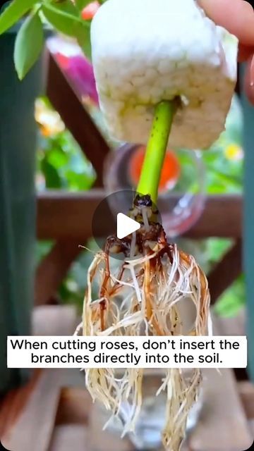 someone is holding up a plant with roots in it and the caption reads, when cutting roses, don't insert the branches directly into the soil