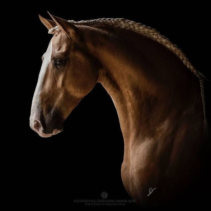 a brown horse with braids on it's head in front of a black background