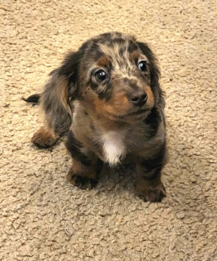 a small brown and black dog sitting on top of a carpet