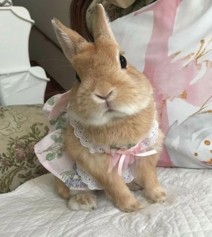 a brown bunny sitting on top of a bed next to a pink and white pillow