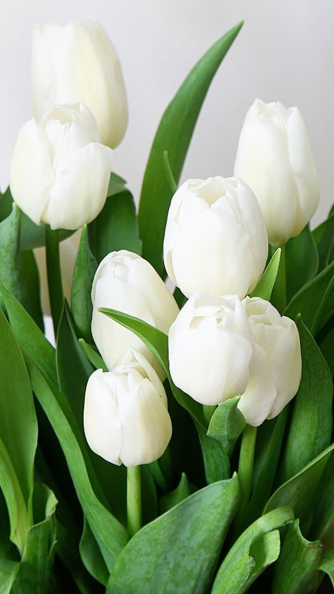 white tulips with green leaves in a vase