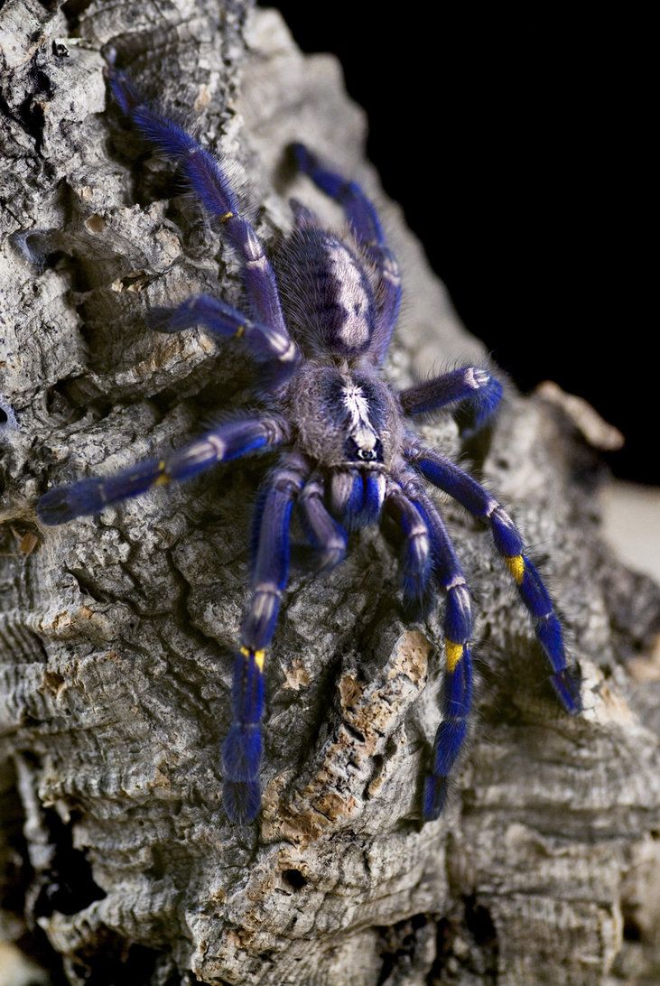 a blue and yellow spider sitting on top of a tree