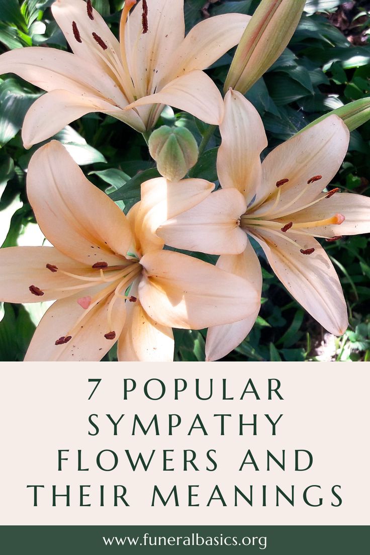 flowers with the words 7 popular sympathy flowers and their meanings