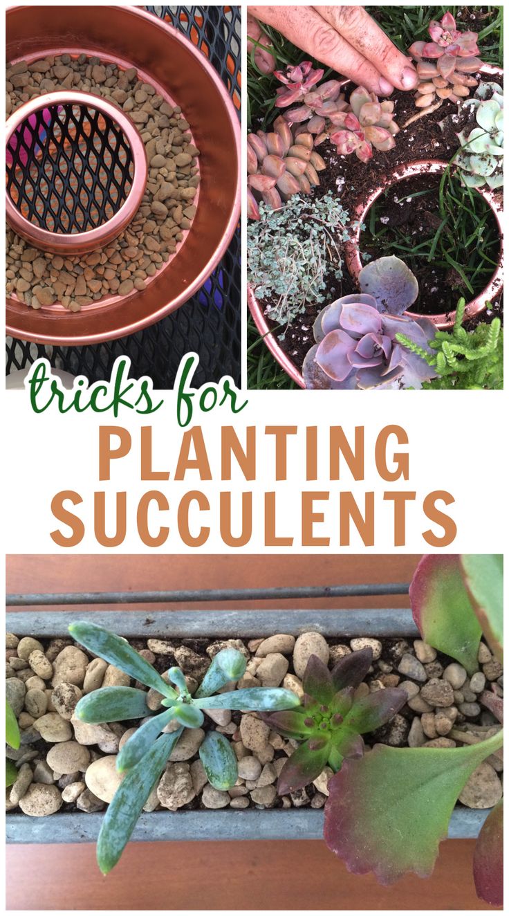 succulents growing in containers How To Plant Succulents In Pots, Pots For Succulents Ideas, How To Make A Succulent Garden, How To Plant Succulents In Containers, Planting Succulents In Containers, Plant Succulents In Containers, Succulent Container Ideas, Succulent Fountain, Watering Succulents