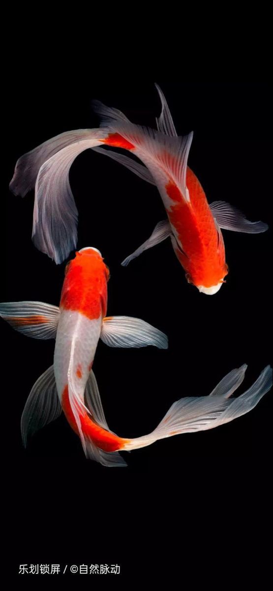 two orange and white koi fish swimming in the dark water with their tails curled up