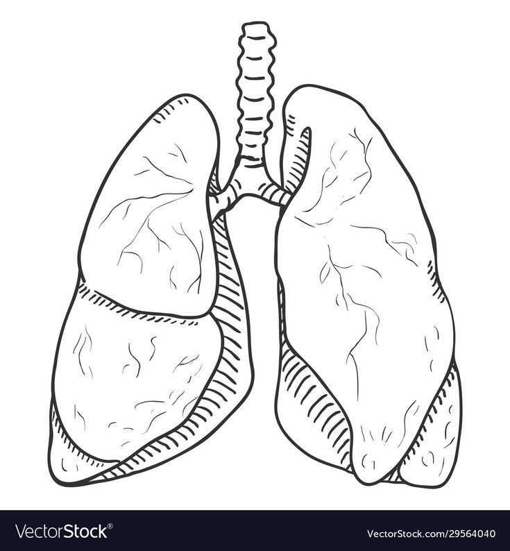 a drawing of the lungs with an attached needle in it's mouth and part of the lung exposed