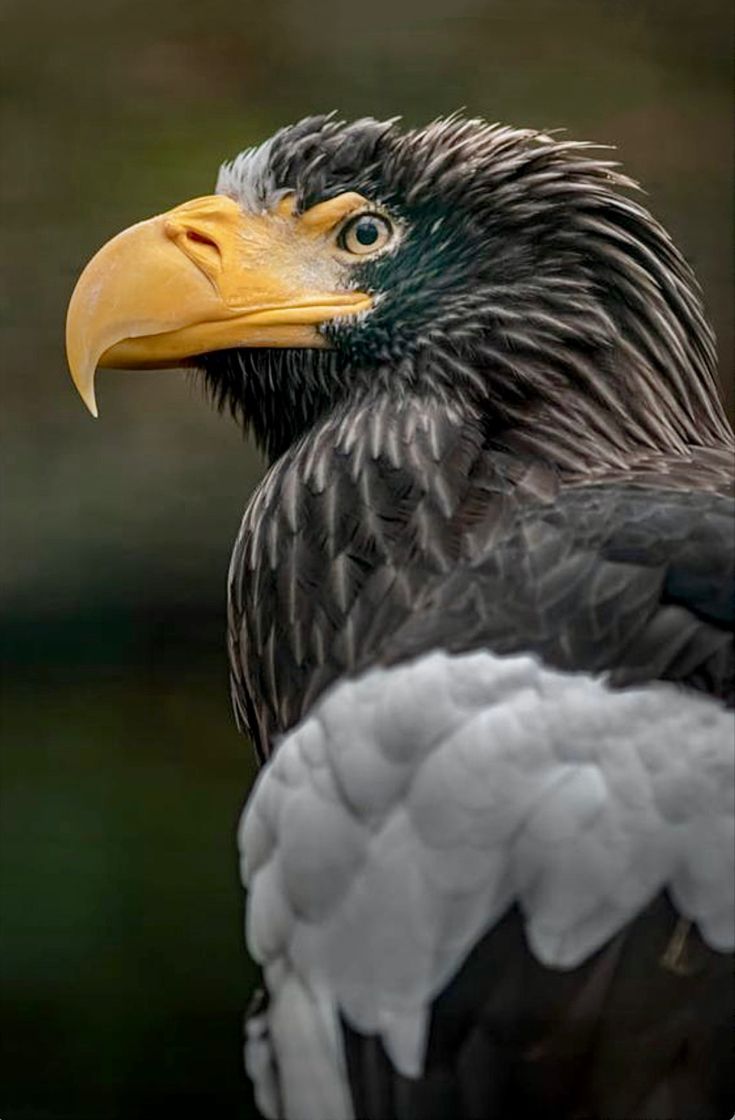 a close up of a black and white bird